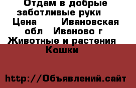 Отдам в добрые,заботливые руки   › Цена ­ 1 - Ивановская обл., Иваново г. Животные и растения » Кошки   